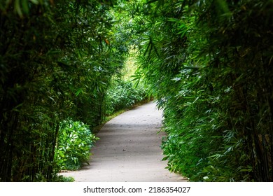 A Leisure Trail In The Bamboo Forest In The Park