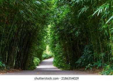 A Leisure Trail In The Bamboo Forest In The Park