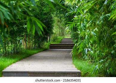 A Leisure Trail In The Bamboo Forest In The Park