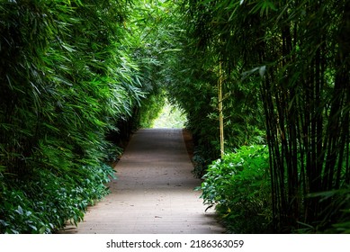 A Leisure Trail In The Bamboo Forest In The Park