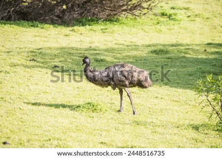 Emu’s Leisurely Walk in the Sun-Drenched Pasture, Tower Hill Wildlife Reserve, Australia