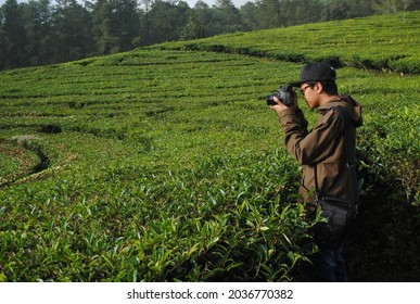 Lembang, West Java - February 28th, 2015 - Man Taking A Photo In A Green Tea Plantation During The Day