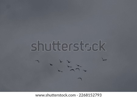 Lembar, INDONESIA - February 01, 2023: Pigeons flying in the sky and small birds called sparrows.