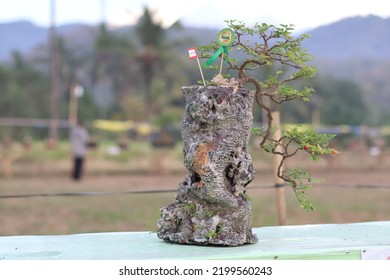 Lembar Indonesia September 09 2022 Bonsai Stock Photo 2199560243 ...