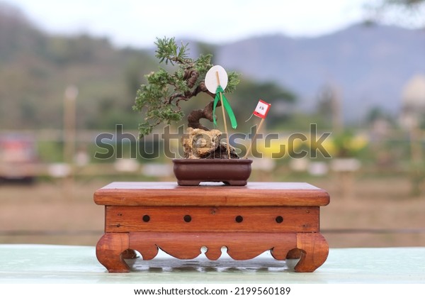 Lembar Indonesia September 09 2022 Bonsai Stock Photo 2199560189 ...