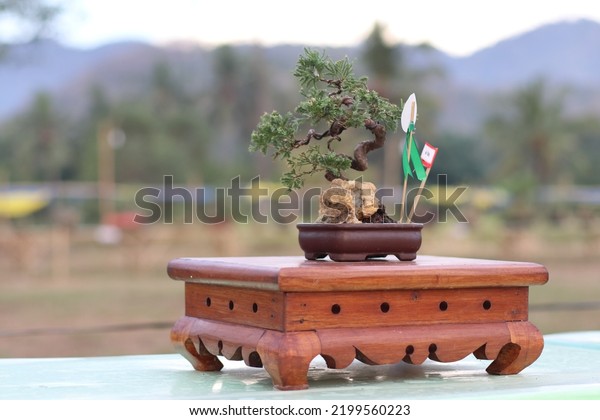 Lembar Indonesia September 09 2022 Bonsai Stock Photo 2199560223 ...