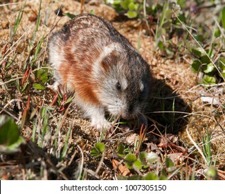 In Lemming Habitat