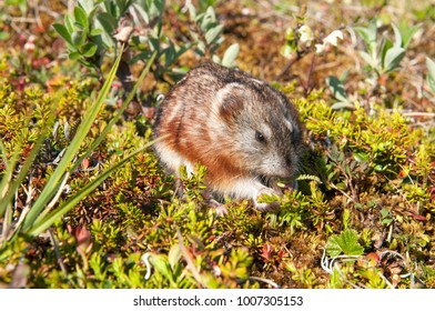 In Lemming Habitat