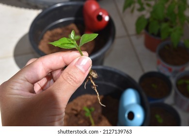 Lemmon Baby Tree Plant From Seed