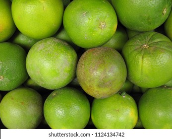 80 Asian citrus psyllid Images, Stock Photos & Vectors | Shutterstock