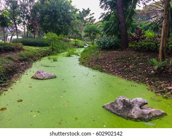 Lemnoideae Canal.