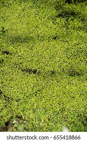 Lemnoideae (duckweed) Floating On Swamp Water.