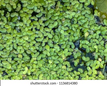 Lemnoideae  - Duckweed In The Pond