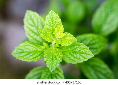 Lemon Balm