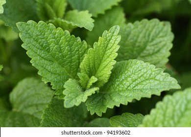 Lemon Balm