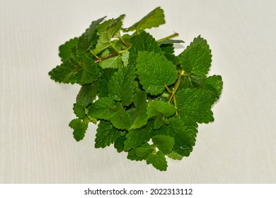 Lemon Balm, Balm, Beebalm, Melissa, Lemonbalm On The Surface Of The Table