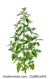 Lemon Balm Bush Isolated On White Background. Melissa Plant. Fresh Green Leaf Mint. Clipping Path