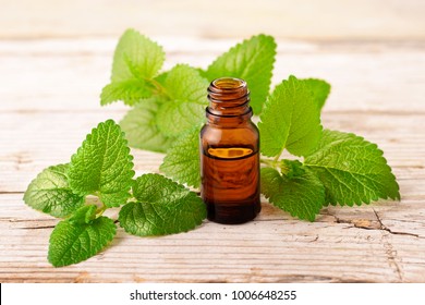 Lemon Balm Essential Oil In The Bottle, With Fresh Leaves