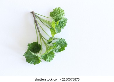 Lemon Balm Herb Leafs Isolated On White Background. The Leaves Have A Mild Lemon Scent. The Tea Balm, The Essential Oil, And The Extract Are Used In Traditional And Alternative Medicine.              