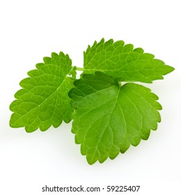 Lemon Balm Isolated On White