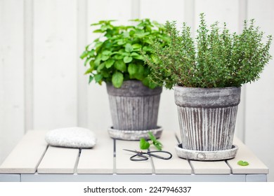 lemon balm (melissa) and thyme herb in flowerpot on balcony, urban container garden concept - Shutterstock ID 2247946337