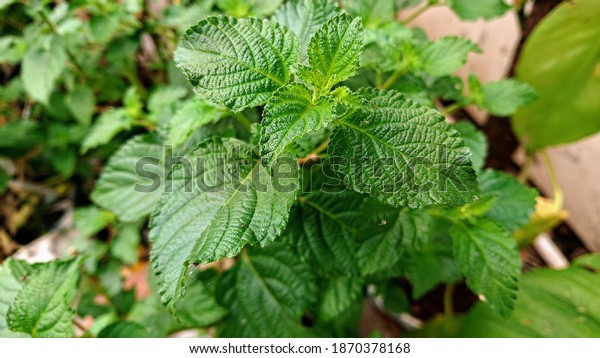 lemon balm, or balm mint, is a perennial herbaceous\
plant in the mint family. good for relaxation and cure anxiety and\
stress condition. 
