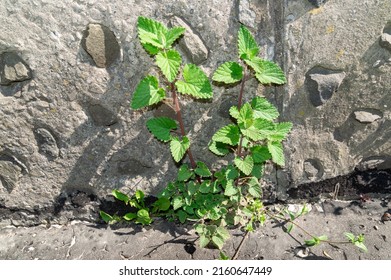 Lemon Balm Plant Near A Stone Wall