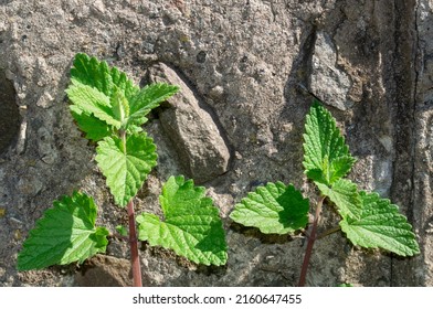 Lemon Balm Plant Near A Stone Wall