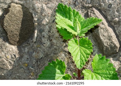 Lemon Balm Plant Near A Stone Wall