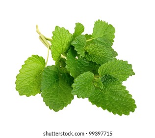 Lemon Balm Sprig Isolated On White