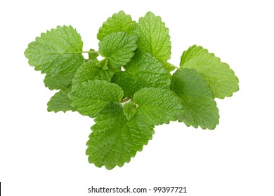 Lemon Balm Sprig Isolated On White