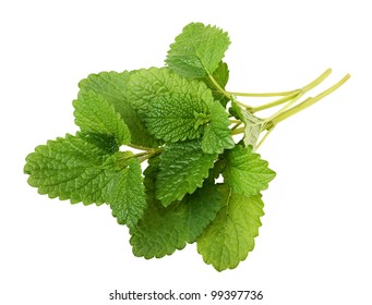 Lemon Balm Sprig Isolated On White