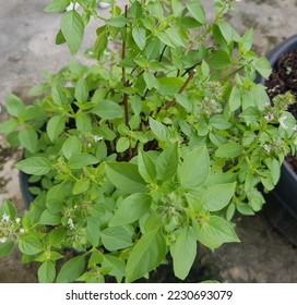 Lemon basil tree or pohon kemangi or Ocimum africanum.Its fragrant lemon scent.In Indonesia it used in cooking, it's often eaten raw with salad or lalap or raw vegetables and accompained by sambal - Shutterstock ID 2230693079