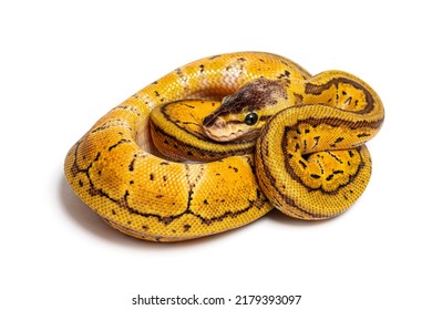 19,437 Python black and white Images, Stock Photos & Vectors | Shutterstock