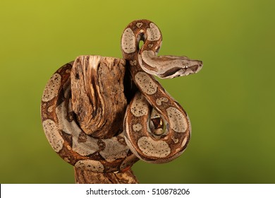 lemon blast python - studio photograph 