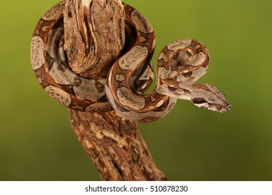 lemon blast python - studio photograph 