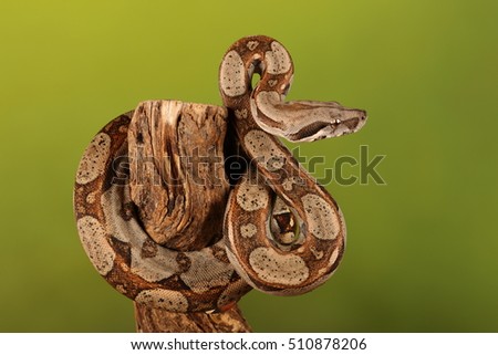 lemon blast python - studio photograph 