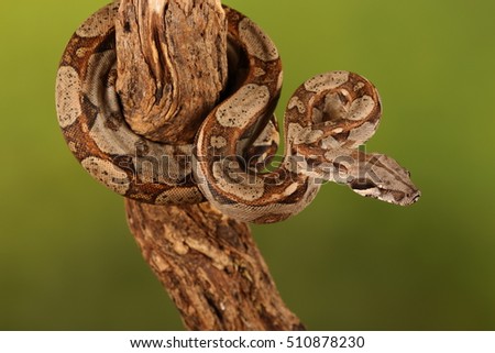lemon blast python - studio photograph 