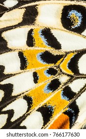  Lemon Butterfly (Papilio Demoleus) Closeup Wing Texture