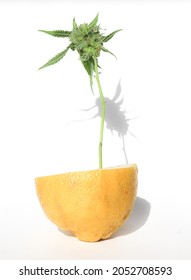 Lemon And Cannabis Plant With Flower On A White Background. Minimal CBD Photo. Immunity Booster Concept.