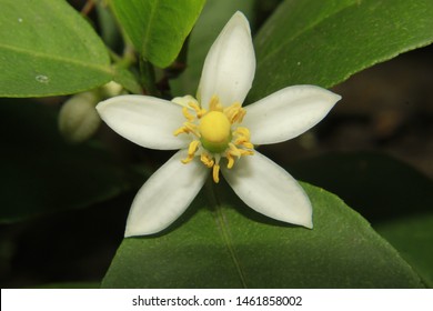 Lemon Or Citrus Limon Flower.