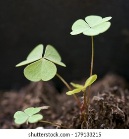 Lemon Clover (Oxalis Stricta)