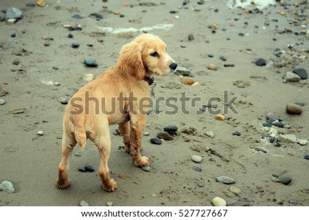 Lemon Cocker Spaniel Seaside