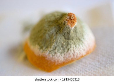 Lemon Covered In Mould On Light Background, Macro Shot.