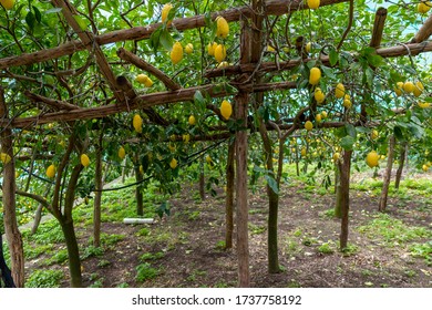 Lemon Cultivation On The Amalfi Coast