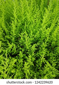 Lemon Cypress As Background/texture