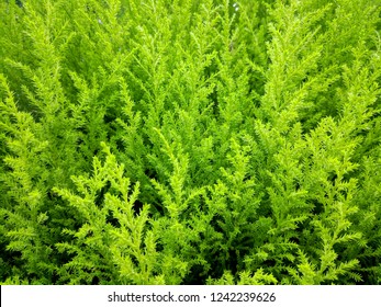 Lemon Cypress As Background/texture