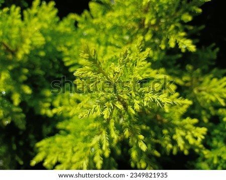 Lemon cypress bright evergreen foliage in nursery