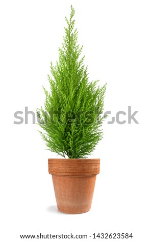 Lemon Cypress plant in vase isolated on white background