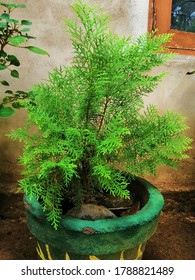 The Lemon Cypress Tree